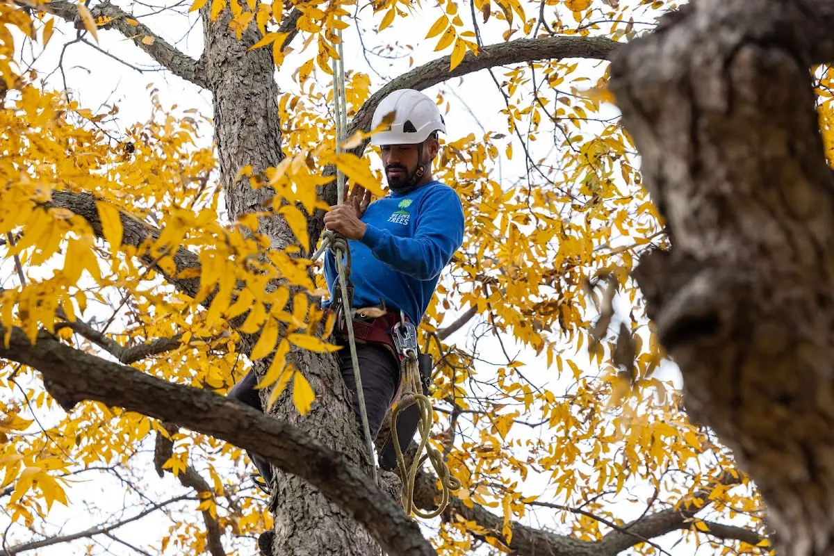Skilled Tree Planing crew working in Nauvoo